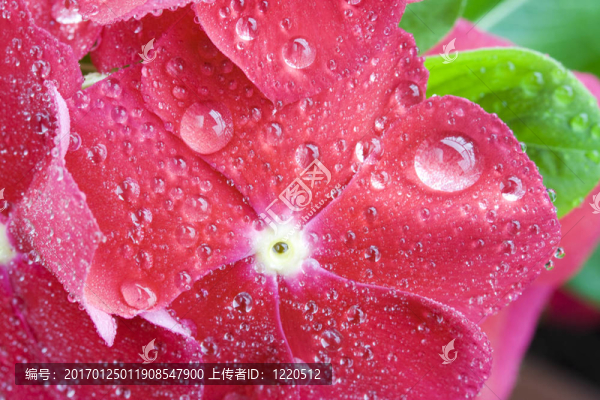 濕花