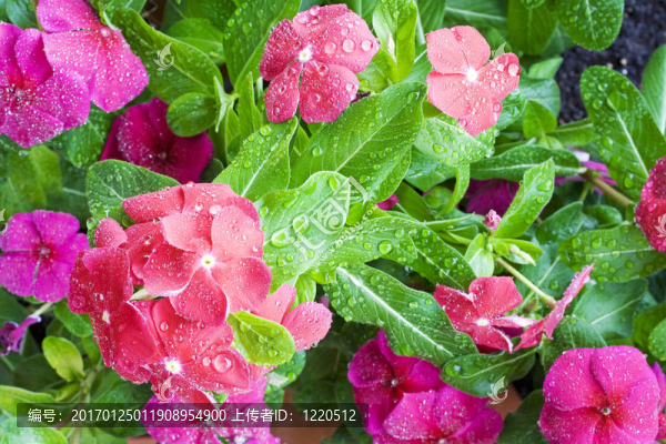 濕花