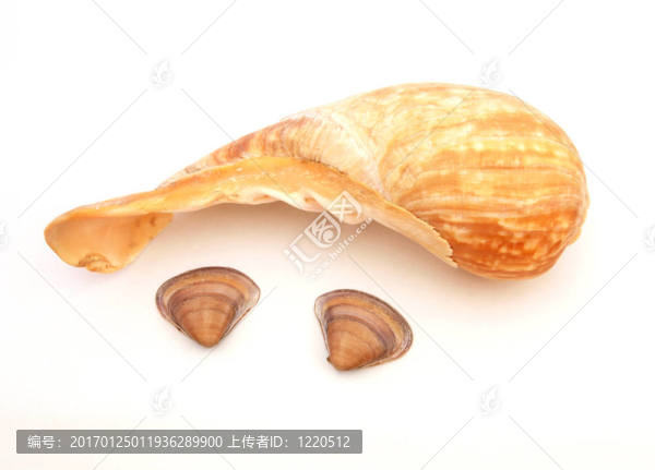 三海貝殼。