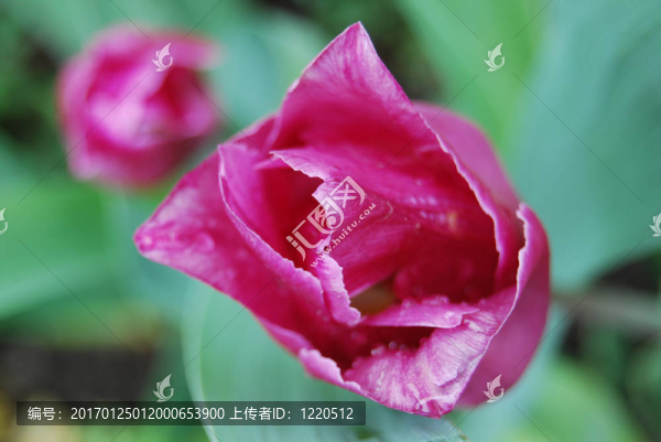 帶雨滴的郁金香
