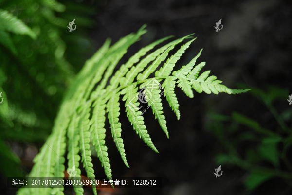 蕨類植物