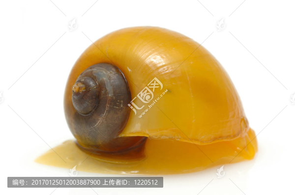 黃色的蝸牛