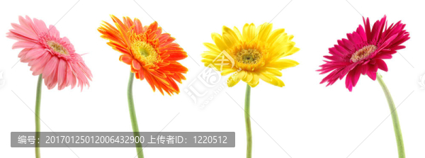 豐富多彩的非洲菊