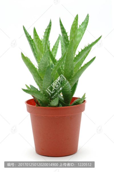 Aloe,vera在鍋里