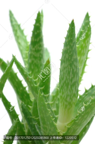 蘆薈蘆薈關閉