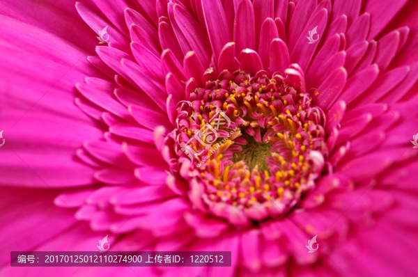 太陽花