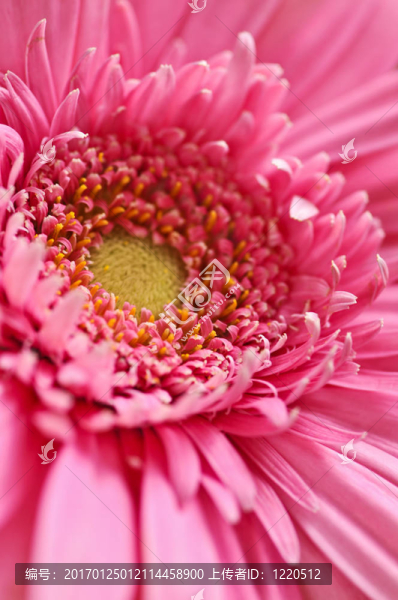 太陽花