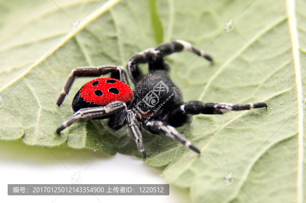 Ladybird,Spider在一片葉子上爬行
