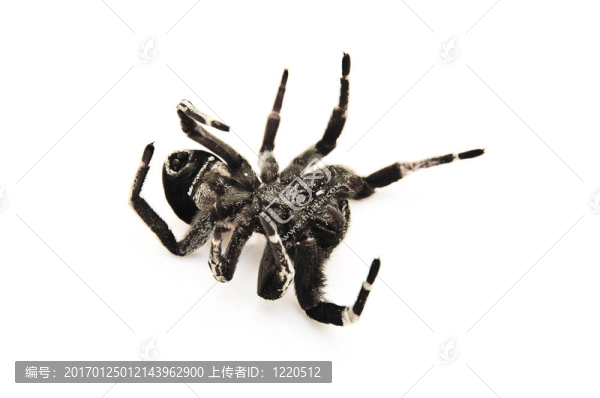 Ladybird,Spider死了？…