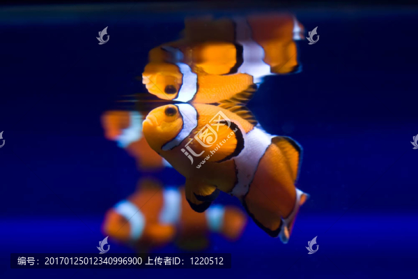 異國(guó)情調(diào)的魚
