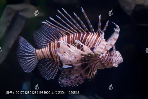獅子魚