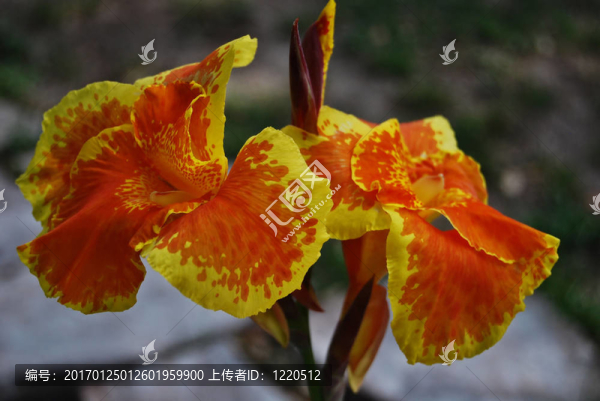 2池塘的花