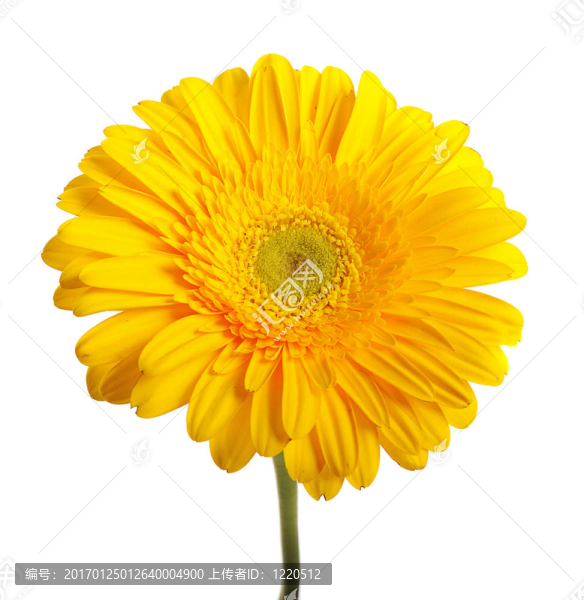 黃太陽菊
