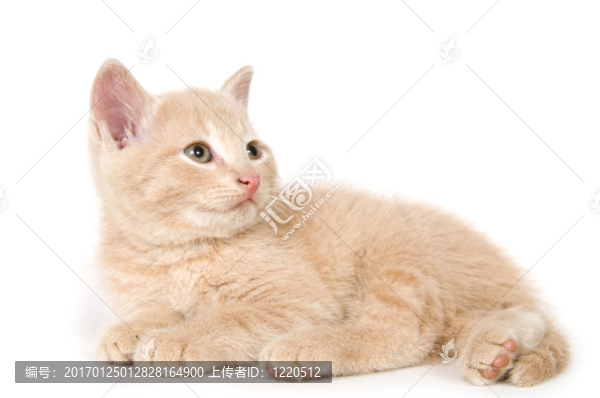 白色背景的黃色小貓