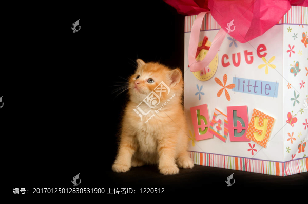 小貓寶寶禮品袋