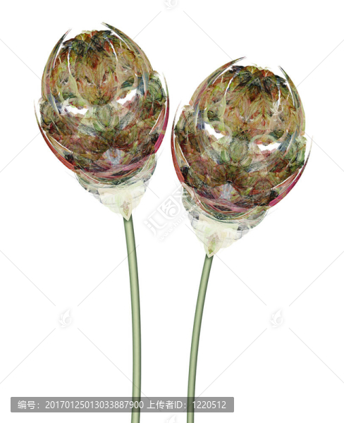 五彩花卉圖分隔開的