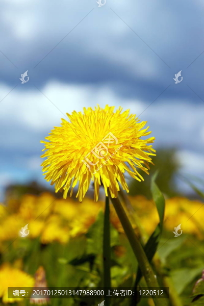 靠近一個苦菜