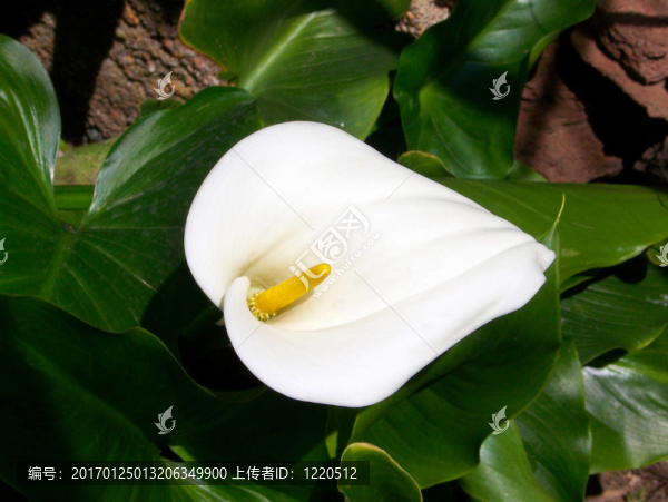 Calla,Lily（馬蹄蓮）