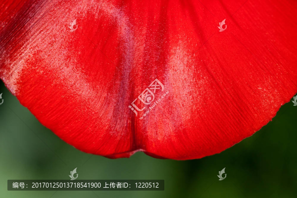 紅色的郁金香