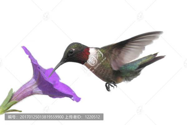 孤立的紅寶石喉蜂鳥
