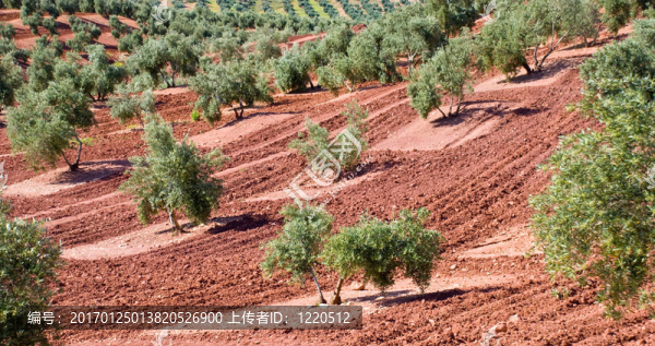 Andalucia西班牙橄欖樹；