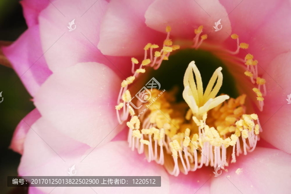 粉紅色的仙人球花