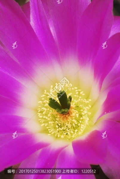 品紅Echinocereus仙人掌花