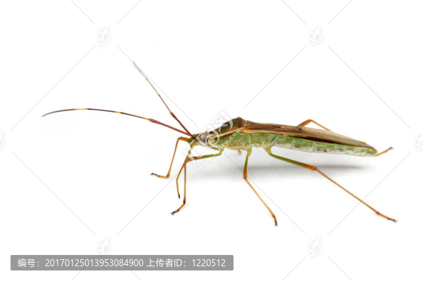 盾蝽