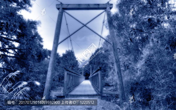 新西蘭雨林的橋