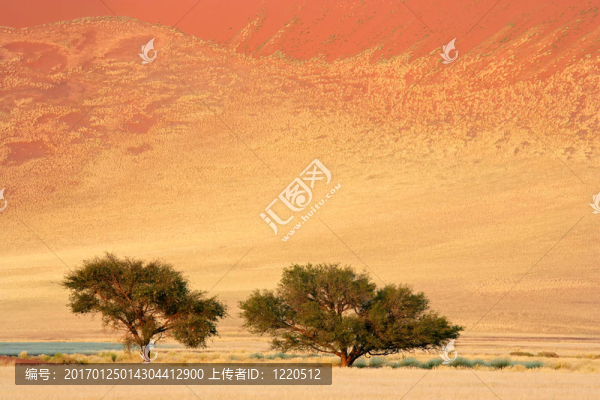 非洲的金合歡樹(shù)