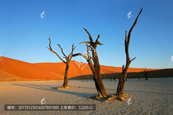 樹和沙丘