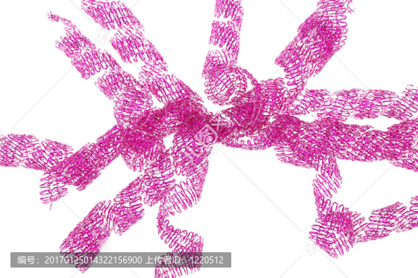 花邊-匯圖網(wǎng) www.fosd68.com 花邊