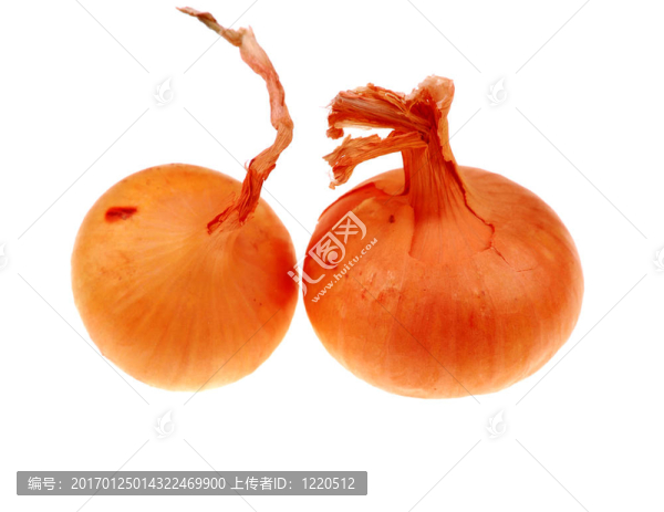 洋蔥-匯圖網(wǎng) www.fosd68.com 洋蔥