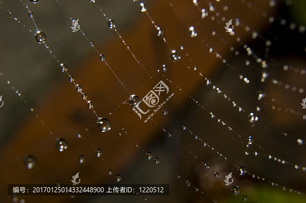 蜘蛛網(wǎng)上的水滴