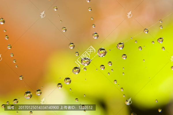 蜘蛛網(wǎng)上的水滴