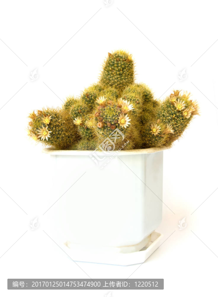 白色背景中分離的仙人掌