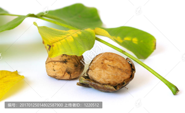 鮮葉分離