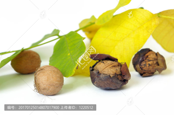 鮮核桃葉
