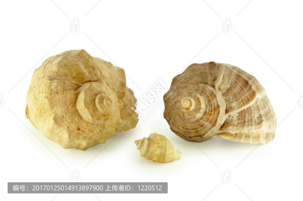 海扇殼