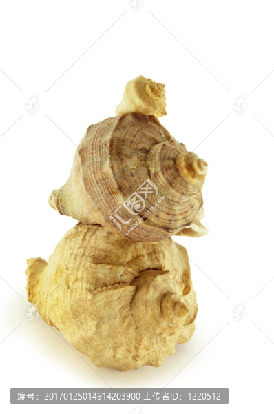 海扇殼