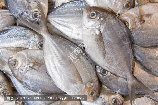 魚(yú)