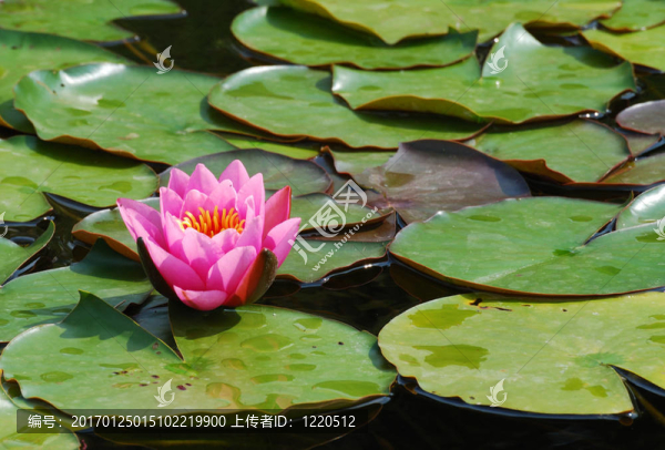 蓮花