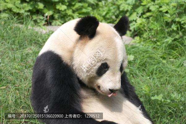 大熊貓