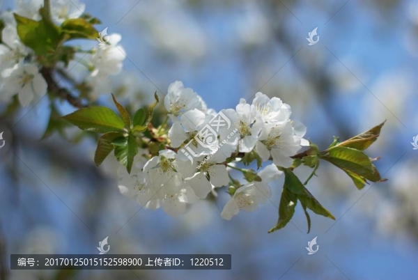藍天上的櫻花