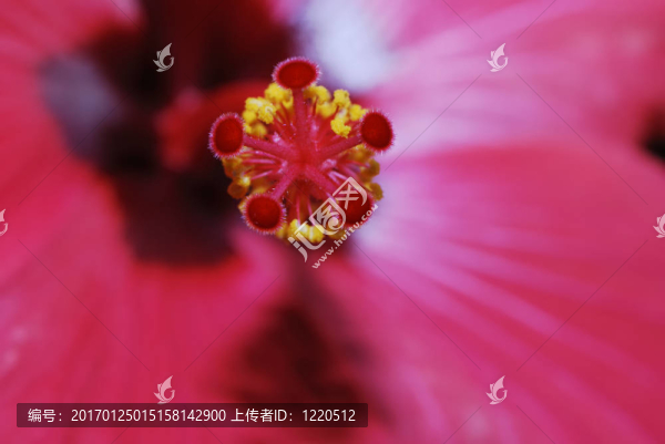 木槿-匯圖網(wǎng) www.fosd68.com 木槿