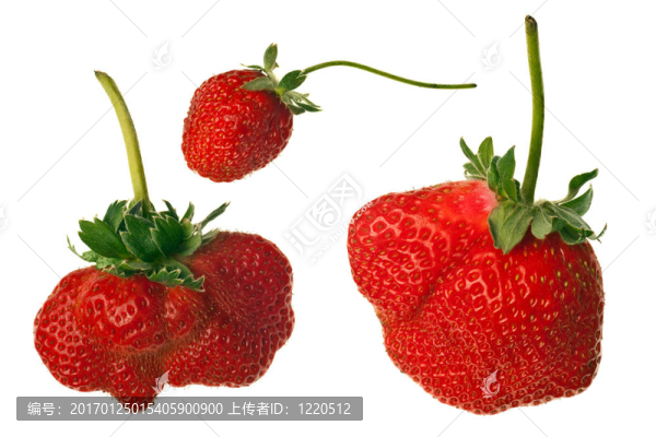 成熟的紅草莓