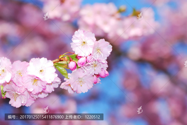櫻花