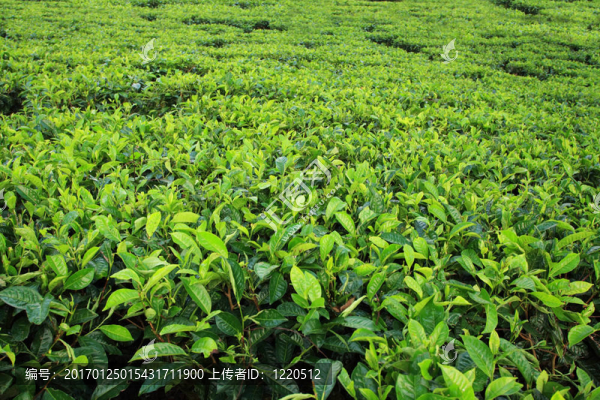 茶園背景