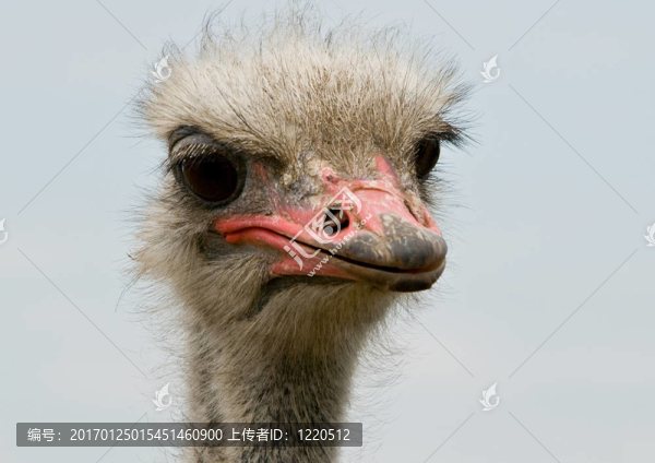 鴕鳥