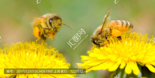 兩個蜜蜂和蒲公英花